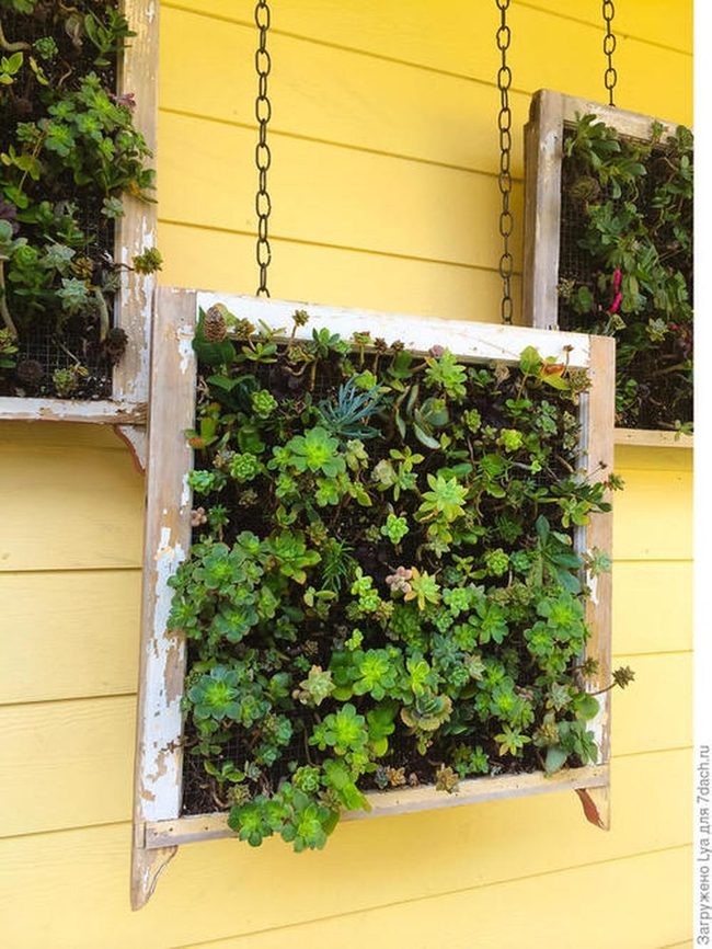 Wooden Frames, Living Succulents