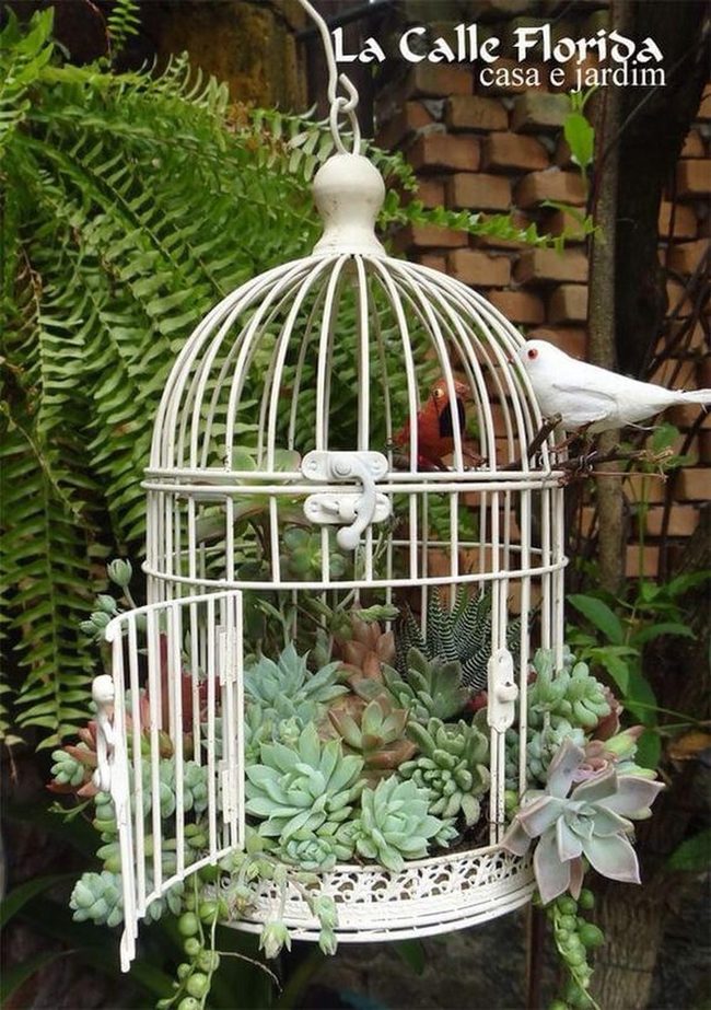 Ornate Metal Cages With Living Succulents