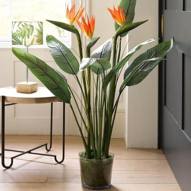 Towering Orange Bird Blooms