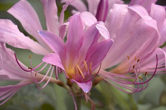 Pink Blooms After Long Silence