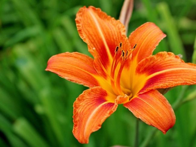 Golden Blooms, Zero Fuss