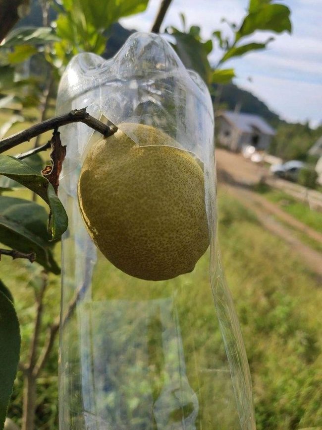 Diy Bottle Fruit Picker