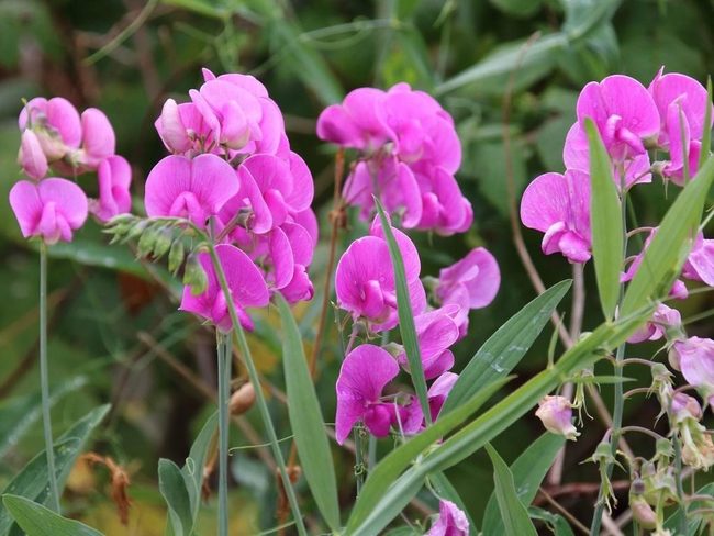 Colorful Pollinators For Productive Gardens