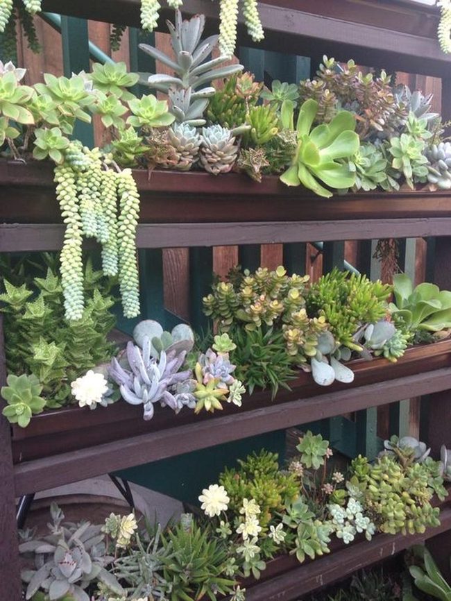 Cascading Succulents On Dark Wood Shelves
