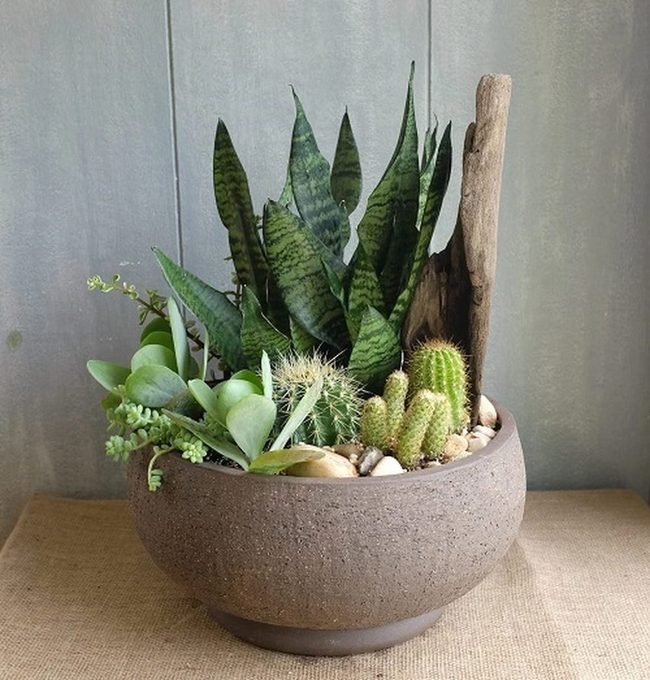 Spiky Cacti Meet Architectural Snake Plants