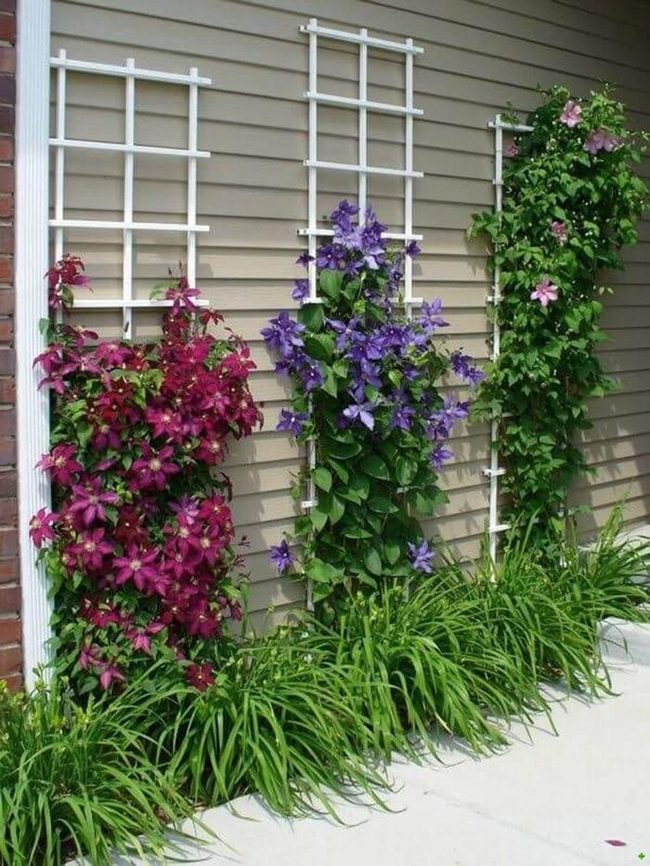 Colorful Clematis Vines Climb Wooden Trellises