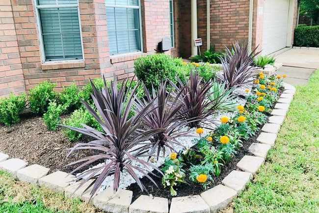 Jagged Dracaena And Marigold Garden