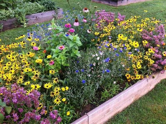 Colorful Flower Clusters For Bees