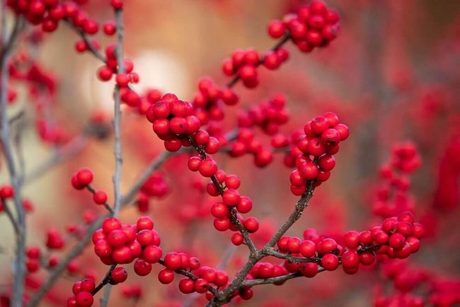 Red Berries Winter Coastal Garden