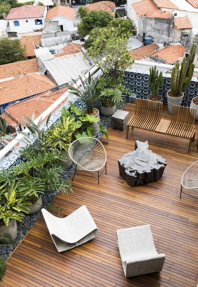Tall Cacti Frame Urban Rooftop Gardens