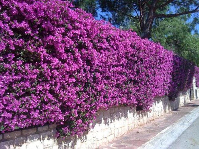 Bougainvillea Vines Meet Stone Paths