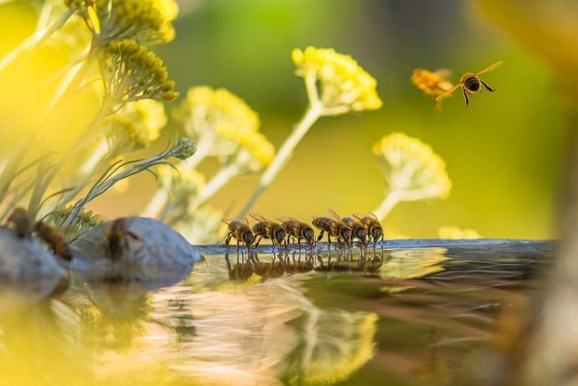 Shallow Water Stations For Thirsty Bees