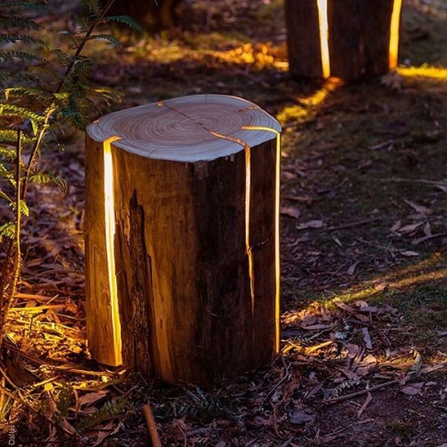 Wooden Stumps Glowing From Within