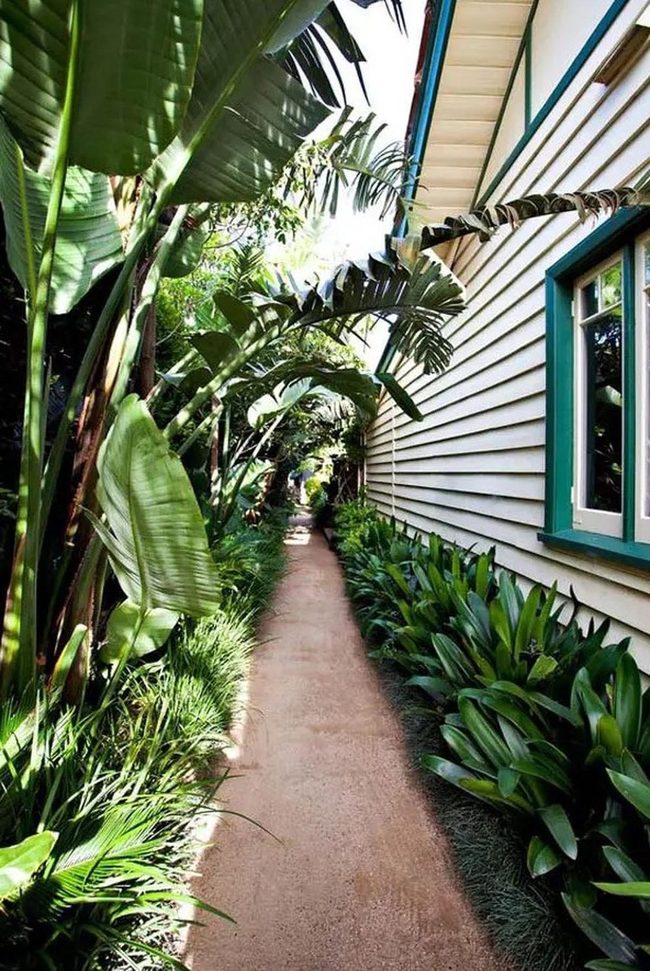 Leafy Corridor To Hidden Jungle