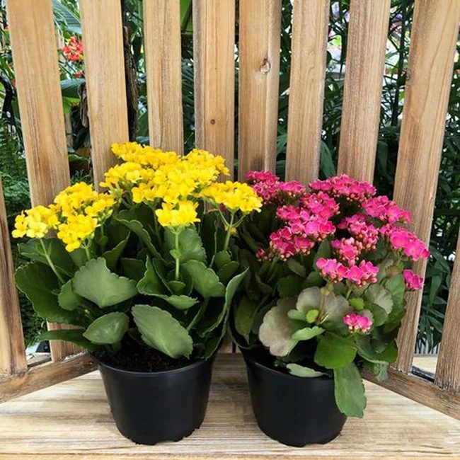 Blooming Succulents, Zero Maintenance Required