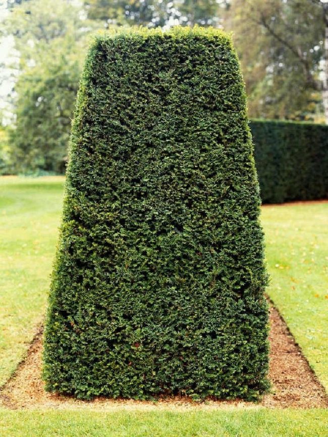 Green Geometry Garden Walls