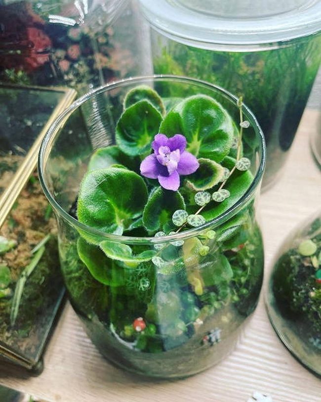 Purple Petals In Glass Domes