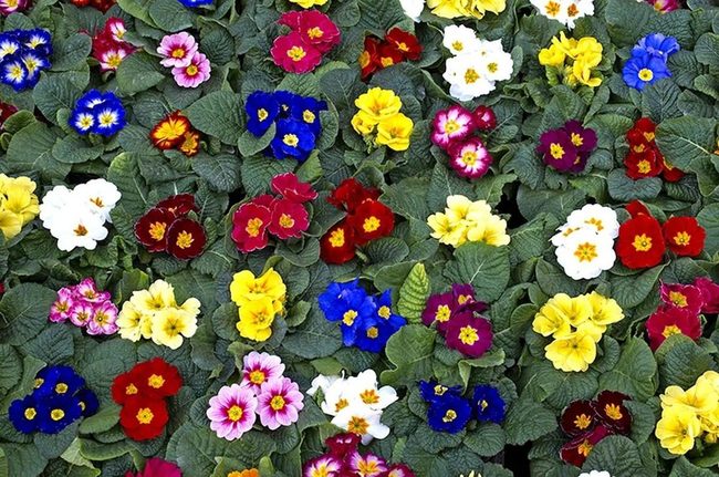 Colorful Primrose Fills Shady Gaps