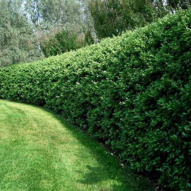 Lush Green Lawn Framed By Bushes