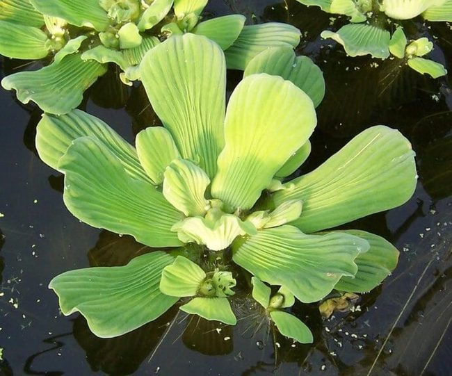 Floating Green Rosettes Clean Ponds