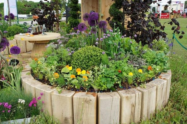 Wooden Raised Bed Allium Drama