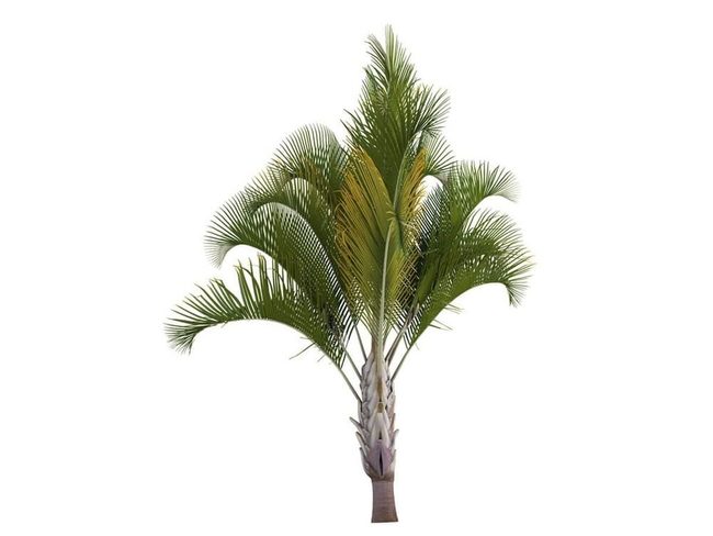Geometric Palms Shape Modern Gardens