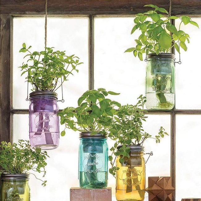 Hanging Herbs In Golden Glass