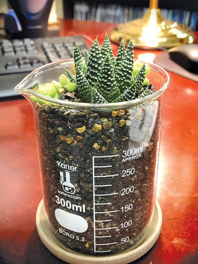 Measuring Cups With Living Succulents