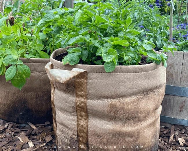 Fabric Bags Growing Healthy Potatoes