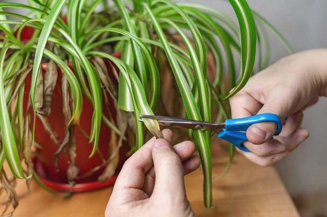 Green Growth Through Strategic Pruning