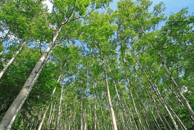 White Birch Cool Climate Tree