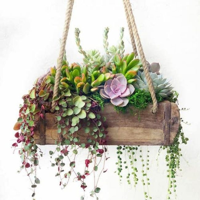 Wooden Boxes Green Succulents