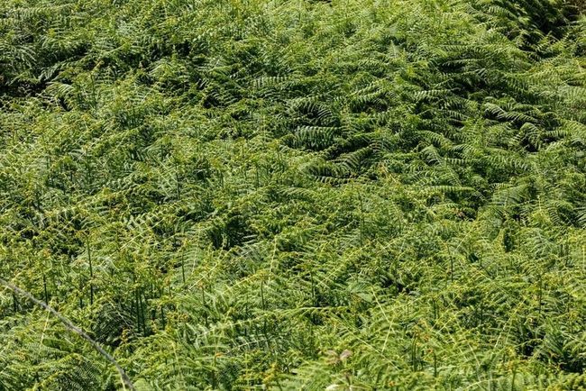 Delicate Fronds, Fresh Hay Scent