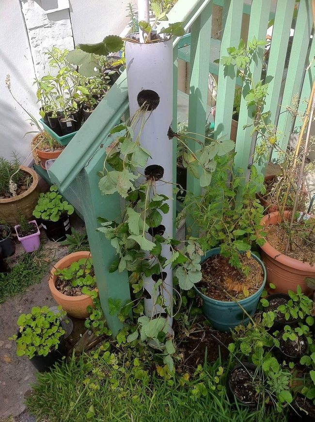 Repurposed Feeders Overflow With Cascading Plants