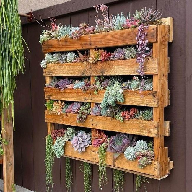 Living Succulent Wall With Reclaimed Wood