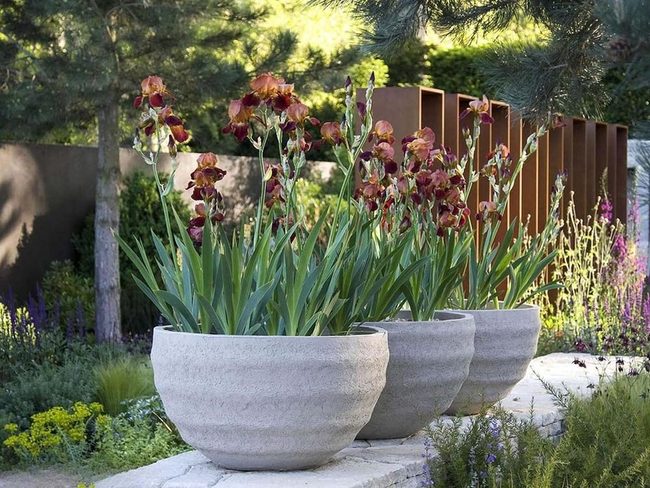 Maroon Irises Modern Metal Garden