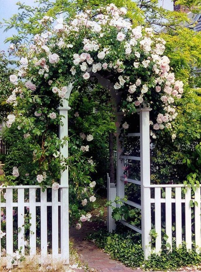 Pale Roses White Wooden Archway