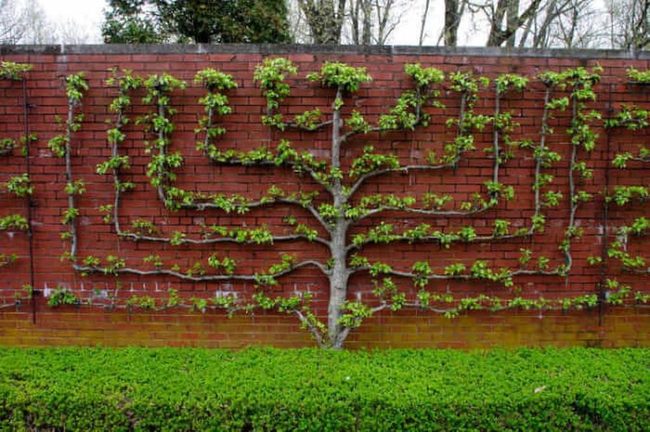 Geometric Trees On Brick Walls