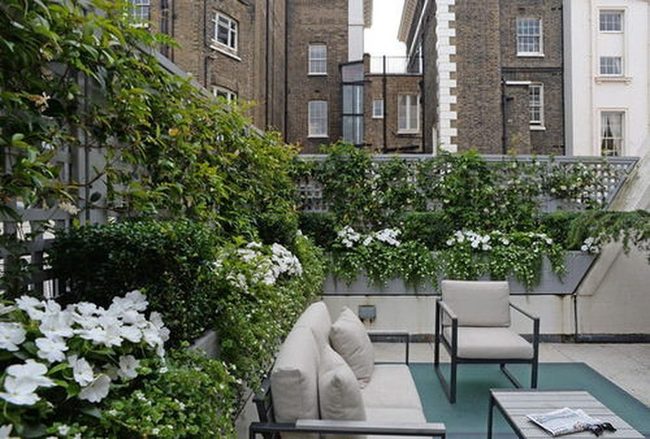 Climbing Roses Hide Rooftop Views