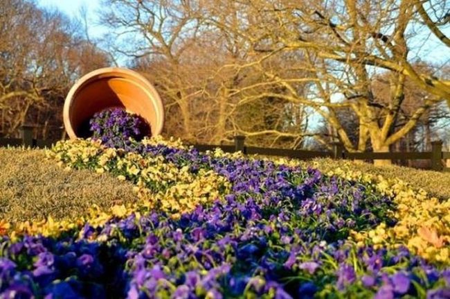 Purple Pansies Transform Garden Sophistication