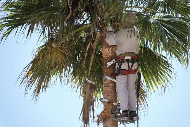 Red Fruit King Palms