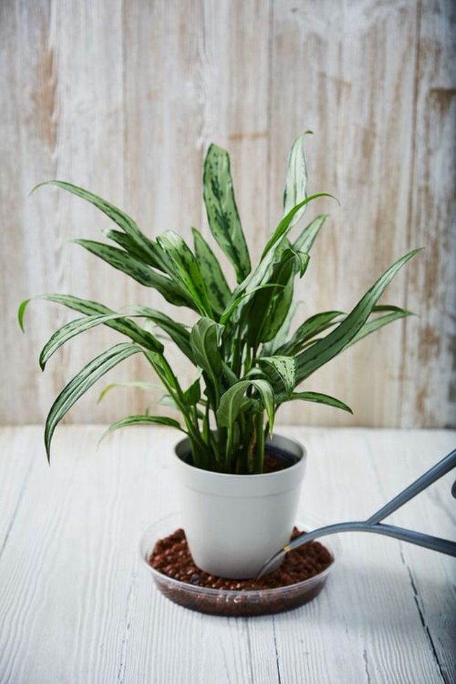 Tiny Cast Iron Green Sculptural