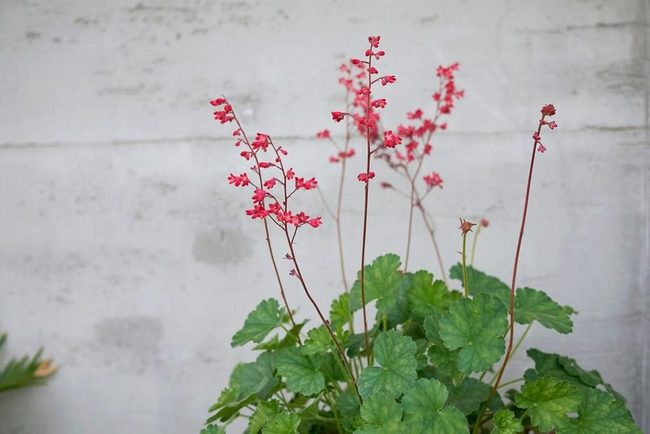 Purple Foliage For Shaded Gardens