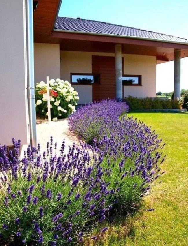 Lavender And Hydrangea Garden Path