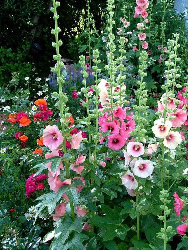 Tall Flowers, Bright Garden Abundance