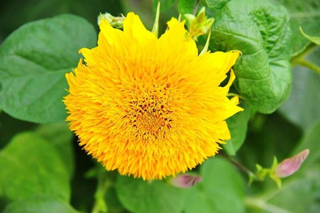 Giant Yellow Garden Towers
