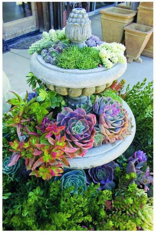 Purple Succulent Stone Planters
