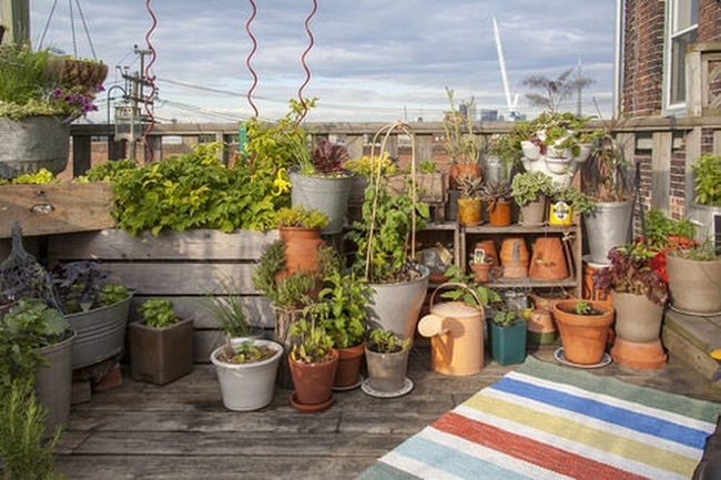 Rooftop Herbs In Stacked Clay