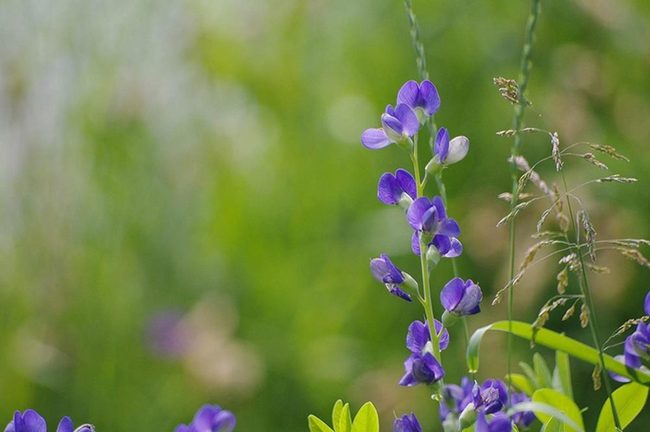 Deep Blue Spikes, Garden Foundation