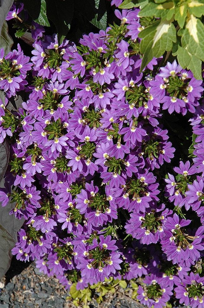 Purple Blanket Ground Cover
